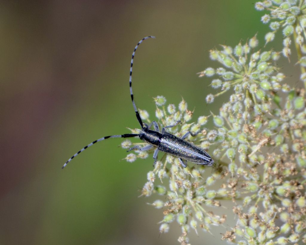 Cerambycidae: Agapanthia suturalis